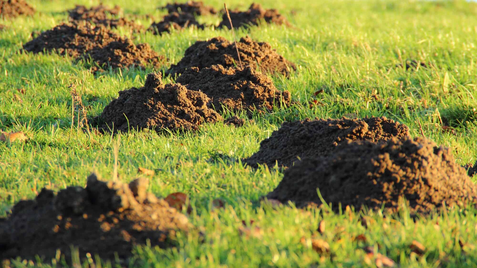 5 Warning Signs of Moles in Dayton, Ohio