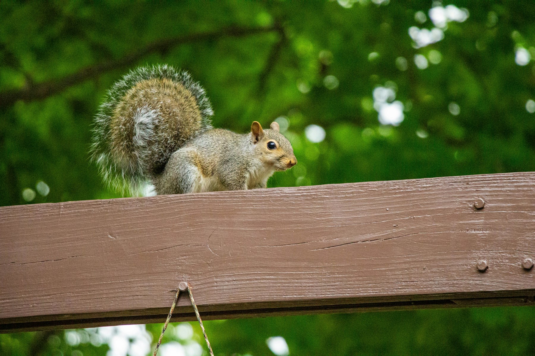 Gray squirrel perched on a wooden beam like the attic framing they gnaw and nest in
