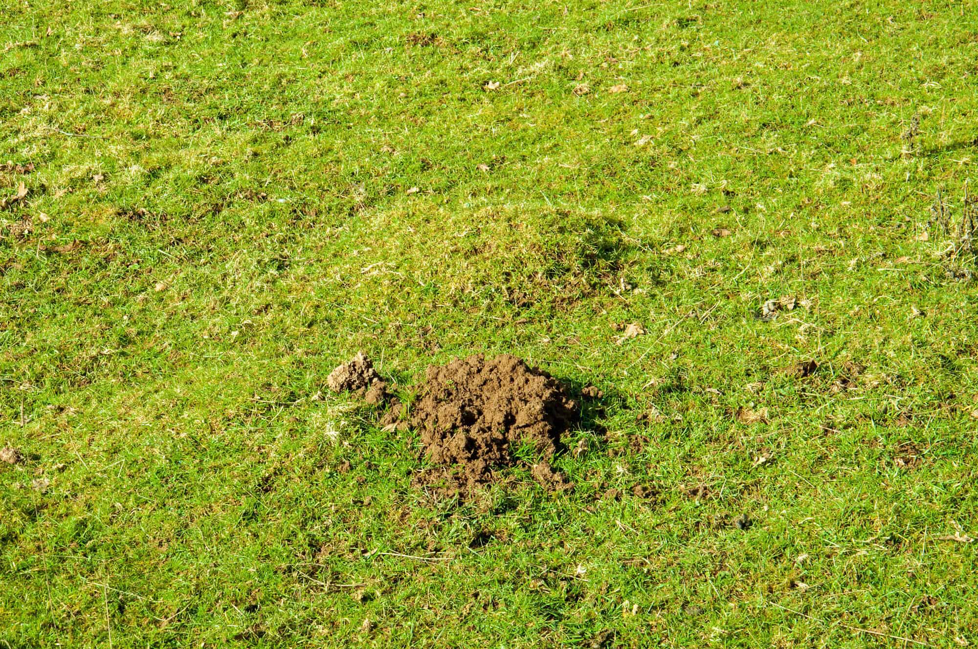 The Different Types of Moles Found in the United States