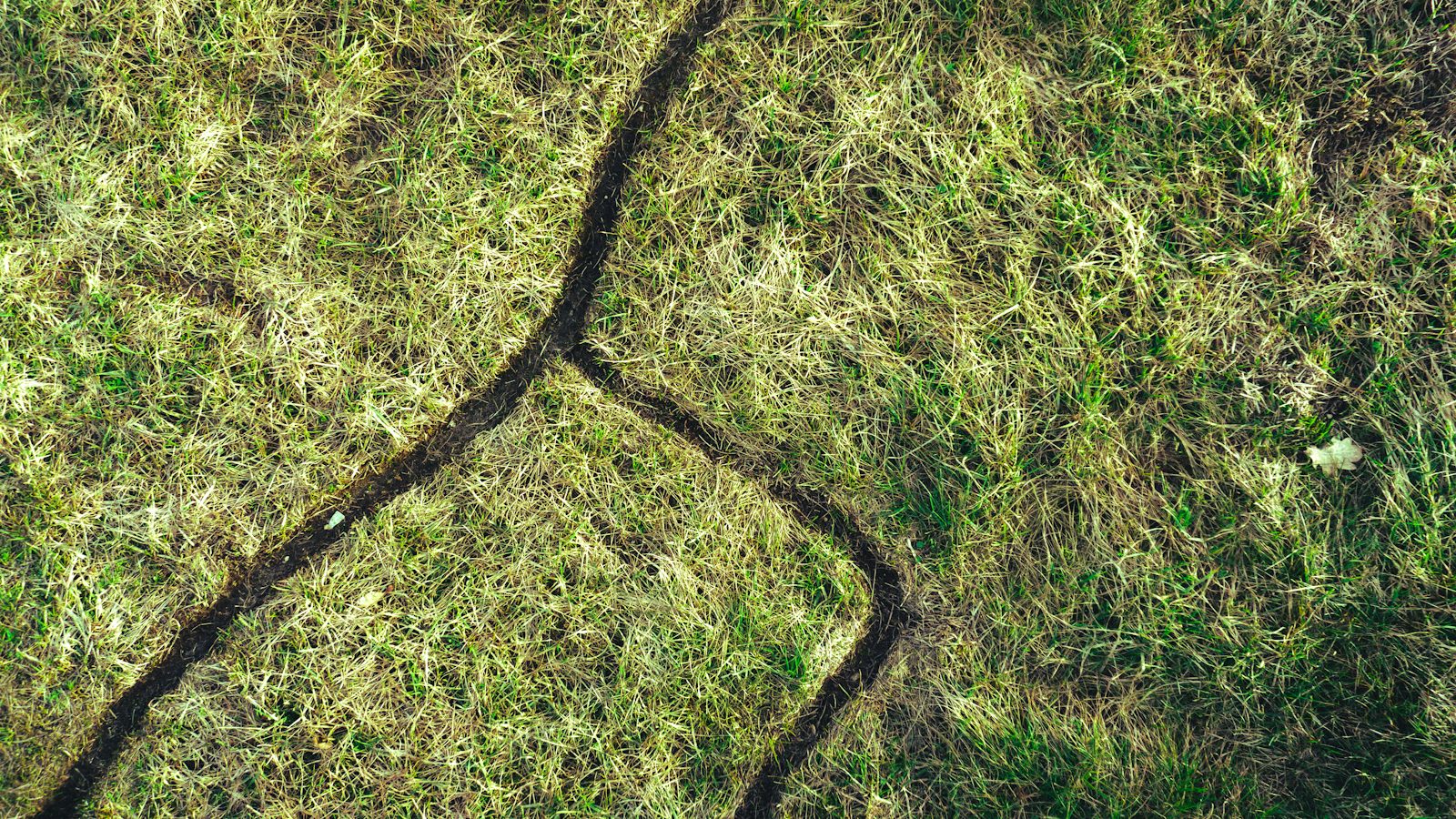 A network of vole runways worn through grass, the paths clipped down to bare soil and branching across the turf with no mounds of dirt anywhere
