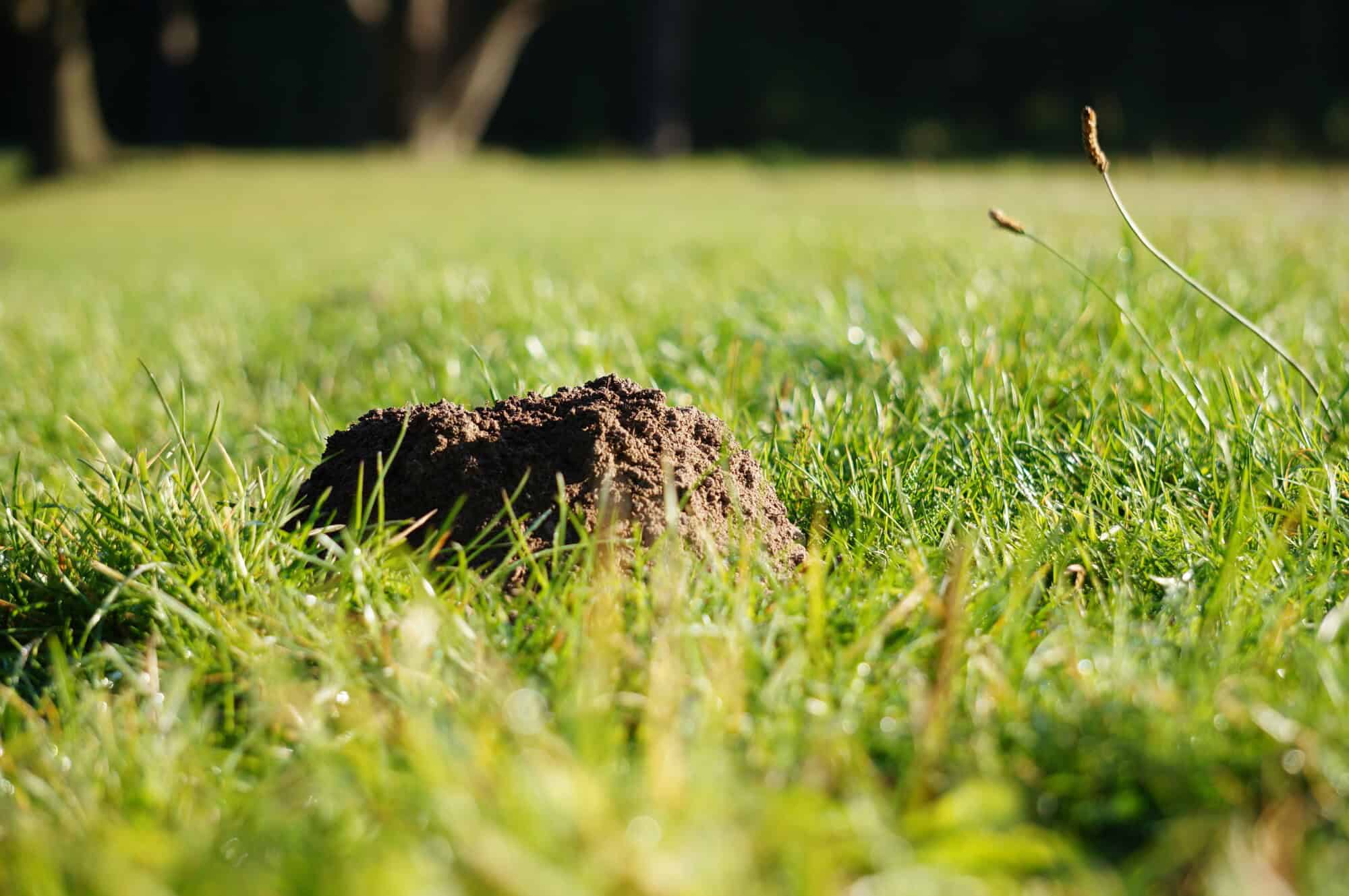 What Do Ground Moles Eat?