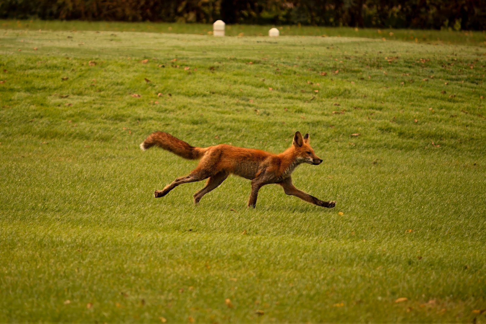 Red fox trotting across a mowed green lawn, one of the few predators that takes moles in Ohio and Kentucky yards