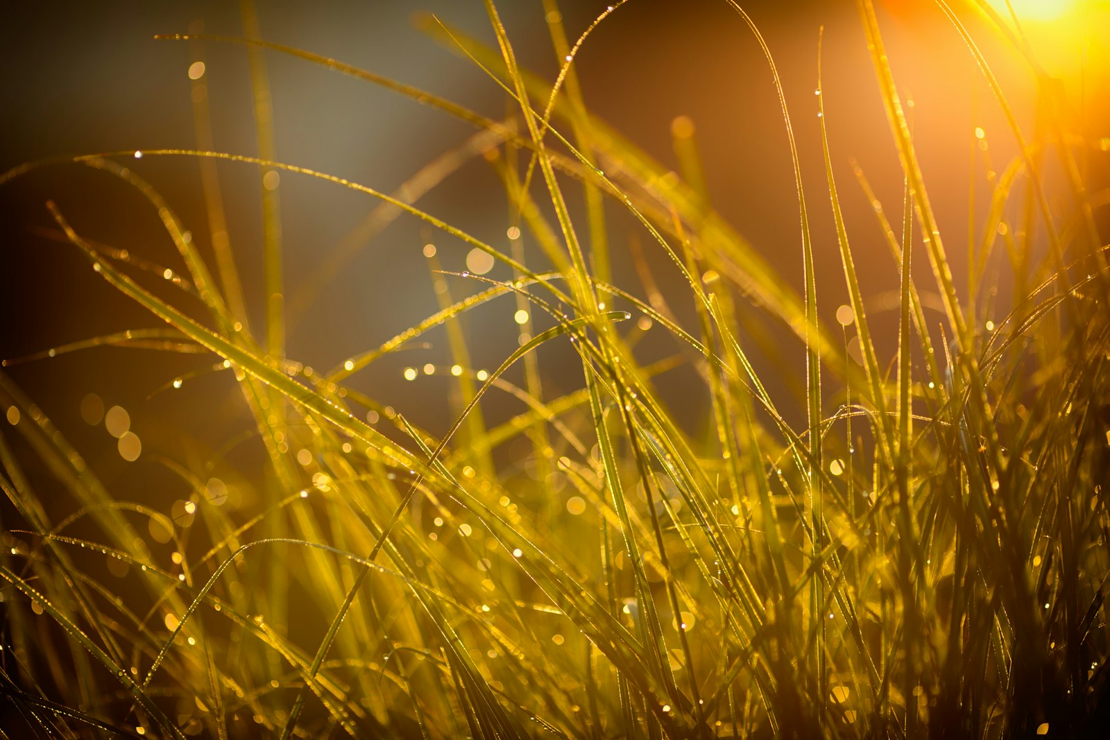 Dew covered grass glowing in low sunrise light, the early morning hour when moles do their heaviest digging under a lawn