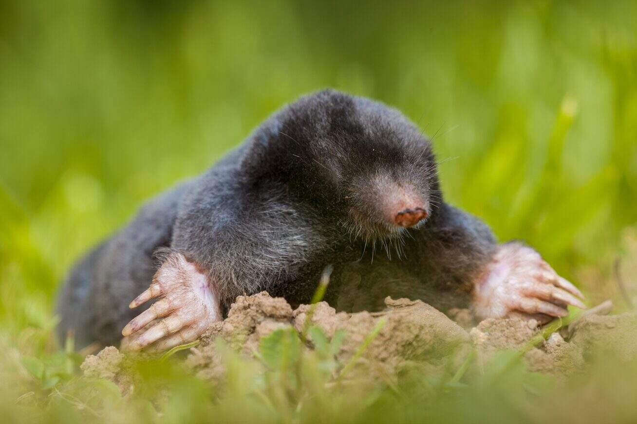Moles: The Facts You Need to Keep Your Property Safe