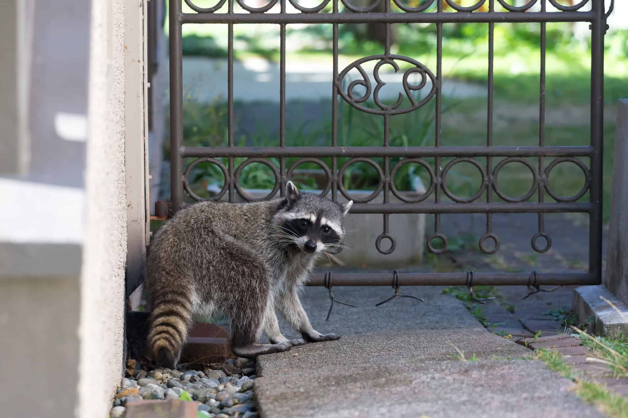 How to Choose the Best Wildlife Trapping Company