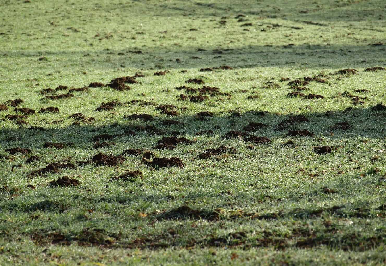Mole tunnels and ridges showing extensive yard damage
