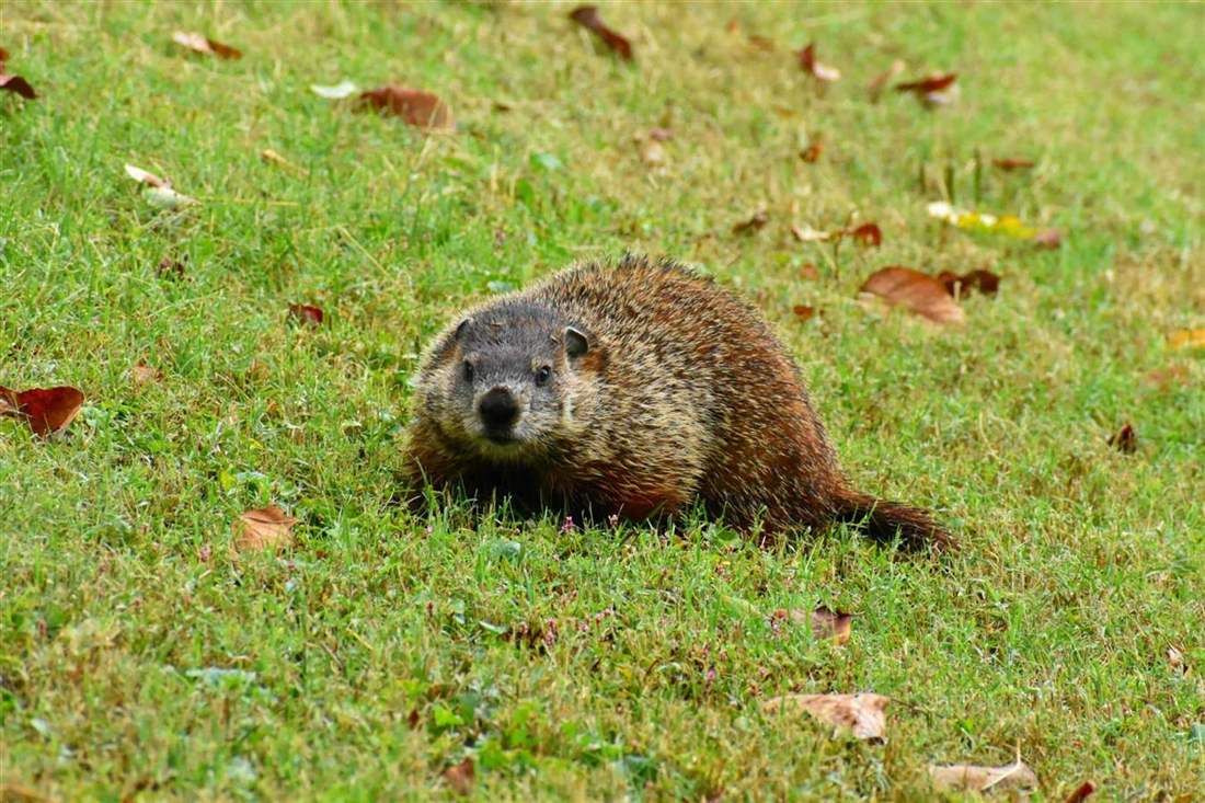 Eastern Ground Mole