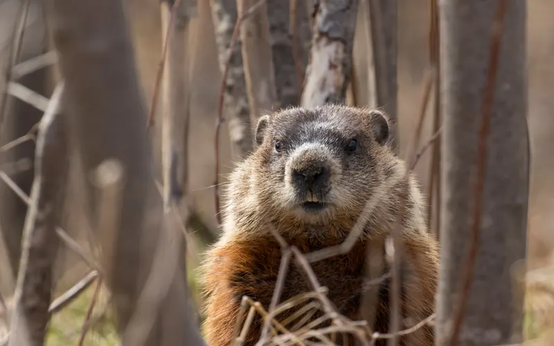 Groundhog standing alert in brush at the edge of an Ohio yard