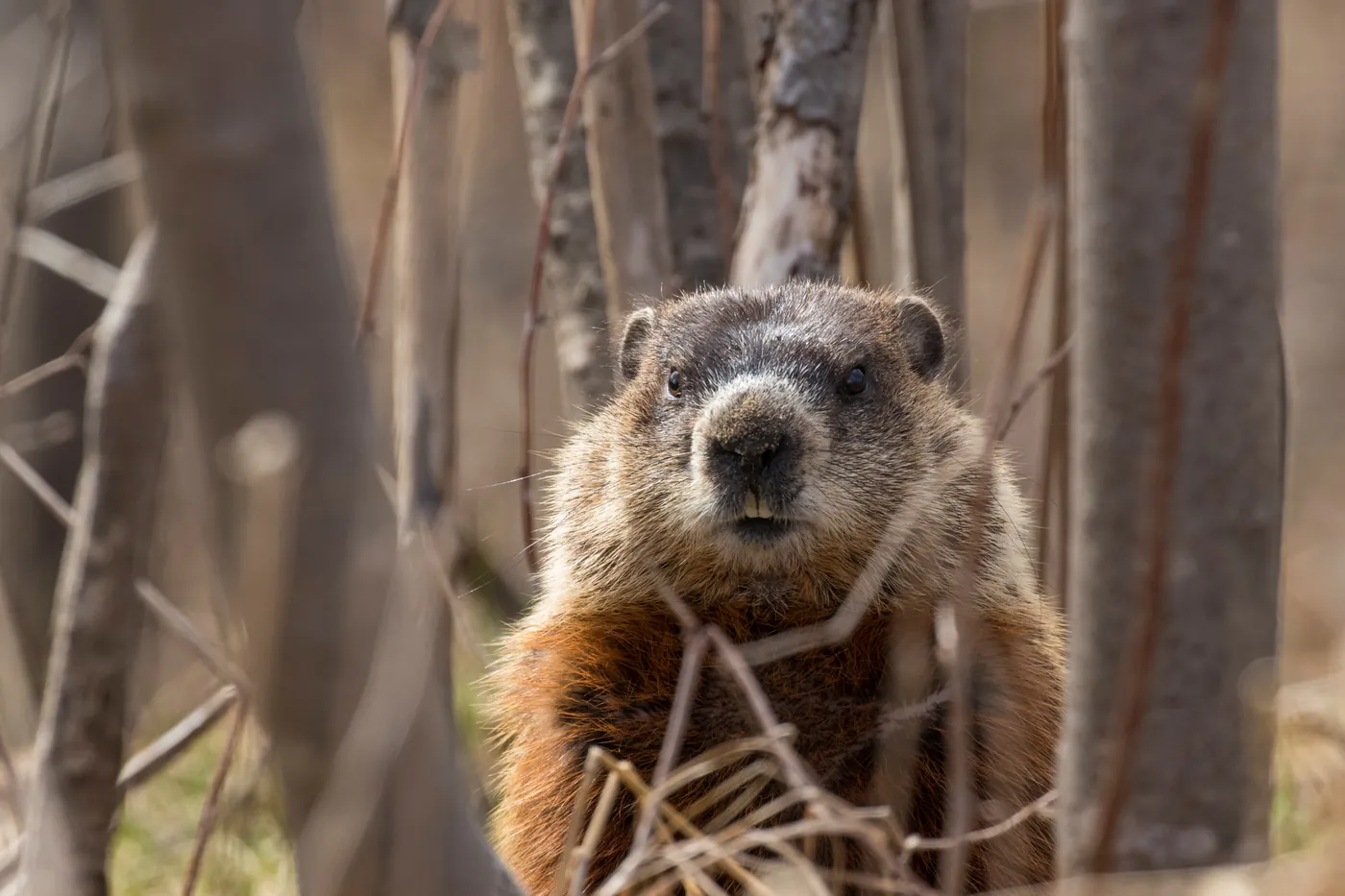 Groundhog, also called a woodchuck, standing alert in brush cover at the edge of a yard