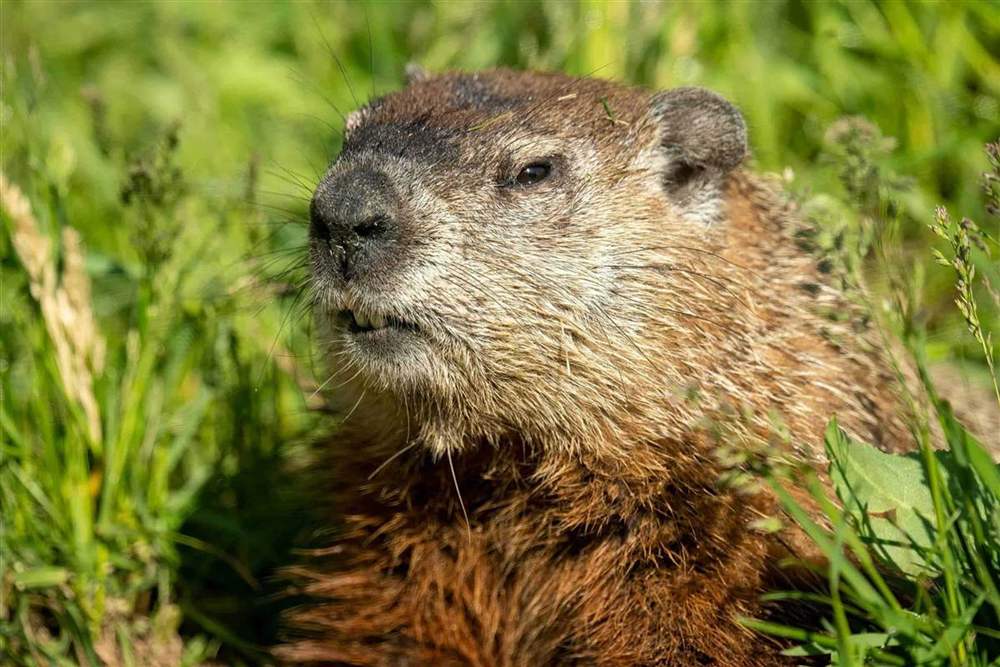 Professional groundhog removal
