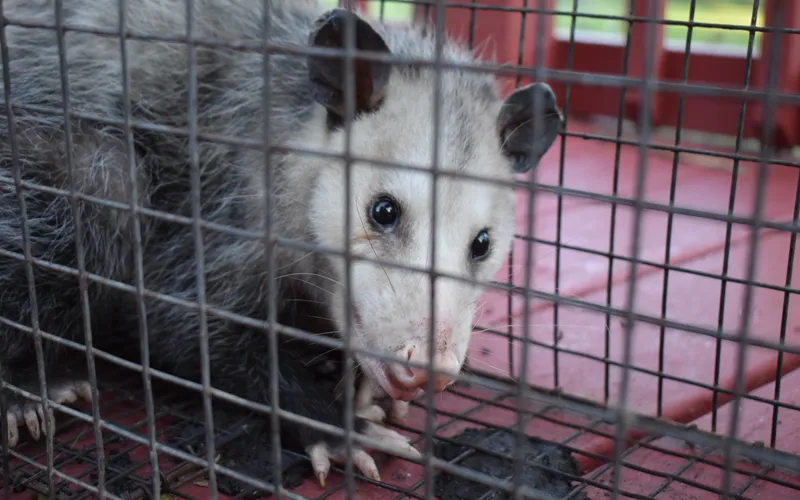Opossum caught in a wire live trap on a homeowner's deck, waiting for humane removal