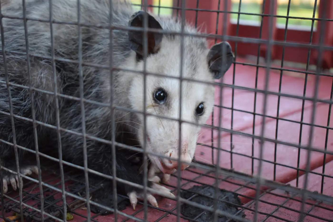 Opossum caught in a wire live trap on a homeowner's deck, waiting for humane removal