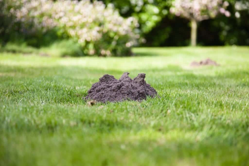 Here's How to Get Rid of Moles in Your Yard, According to the Pros