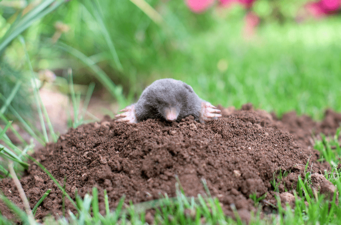 Mole Popping Out of The Ground