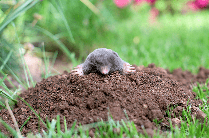 Mole Trapping  #1 Best Southern Connecticut Lawn Mole Pros