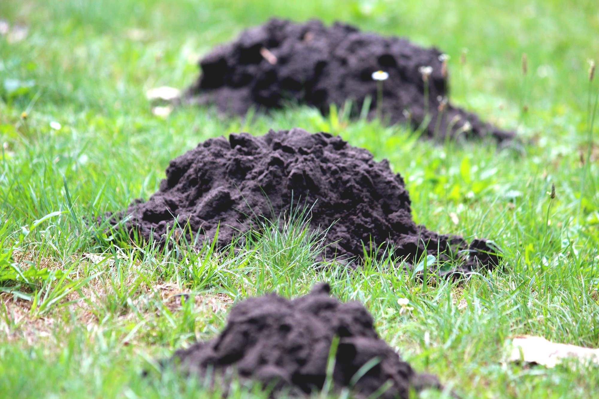 Ground on sale mole removal