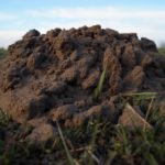 how to get rid of ground moles