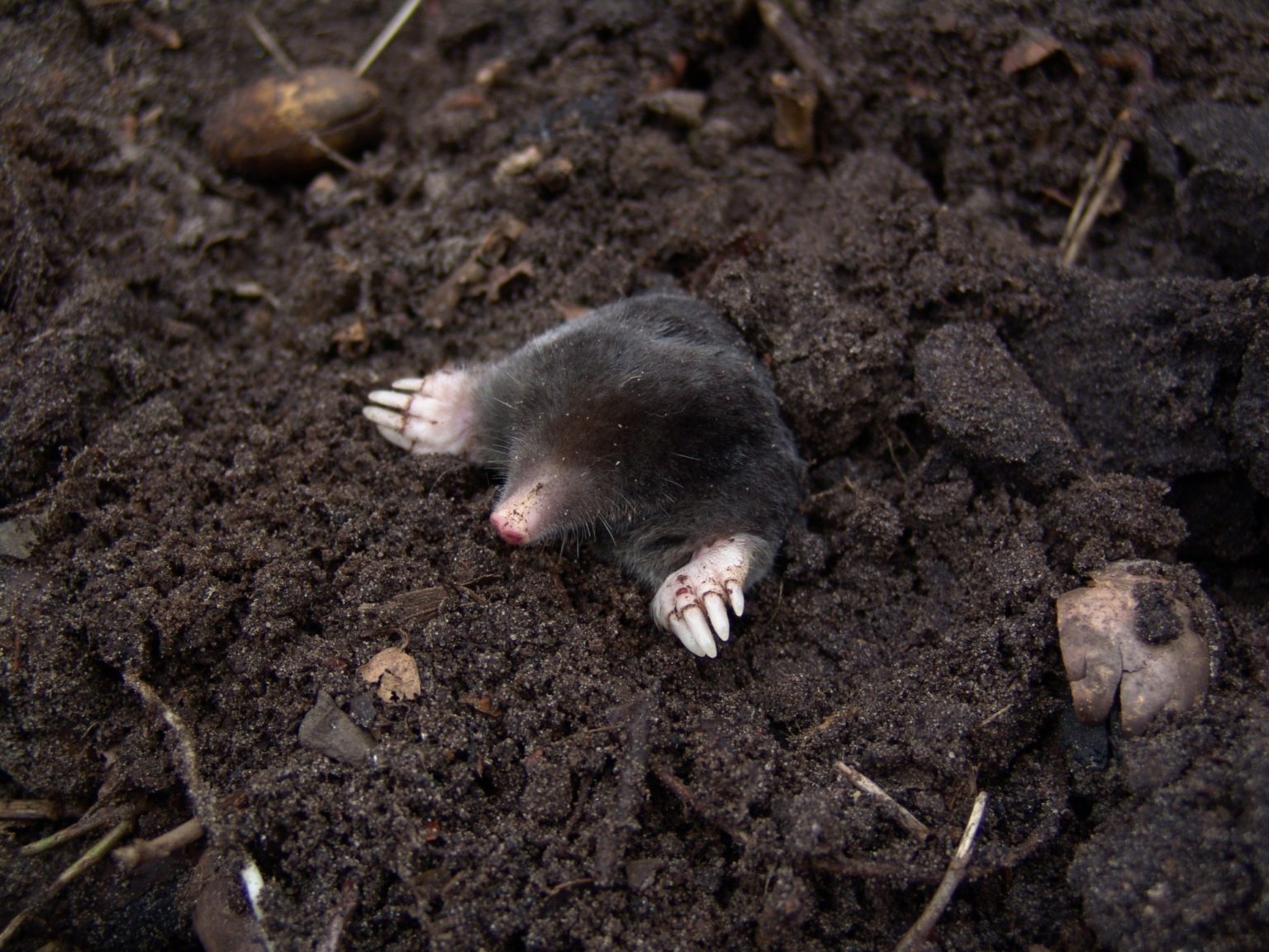 Cincinnati, OH - Best Mole Trapping Pros in Kentucky