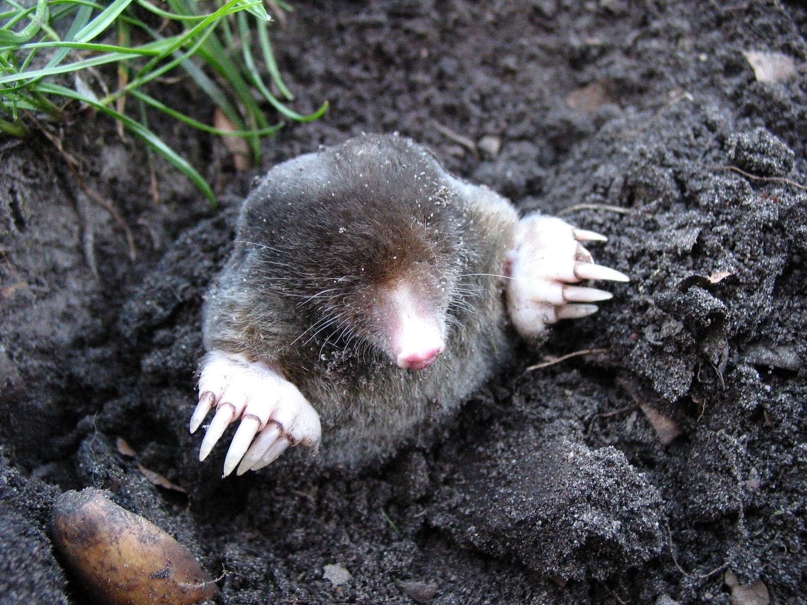 How To Catch a Mole - Talpirid Mole Trap Success 