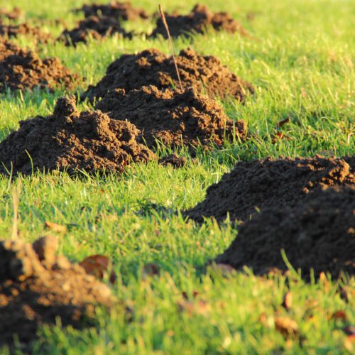 Do Moles Carry Diseases? Everything You Need to Know – Trap Your Moles