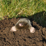 mole prevention