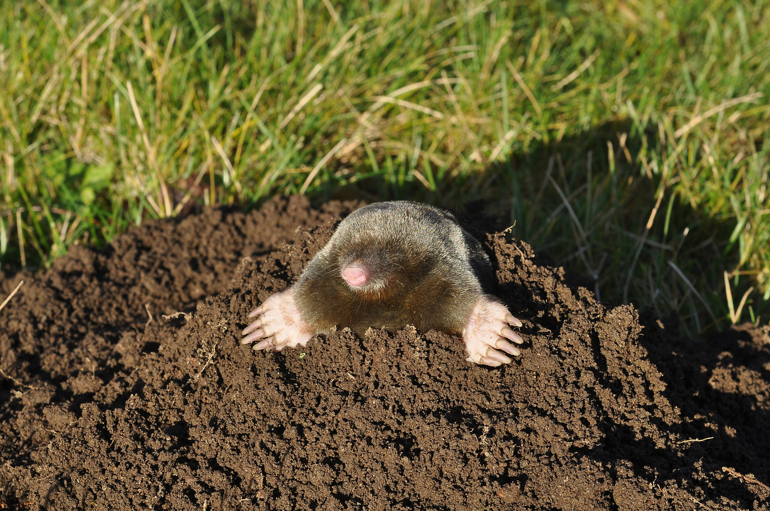 Mole infestation clearance