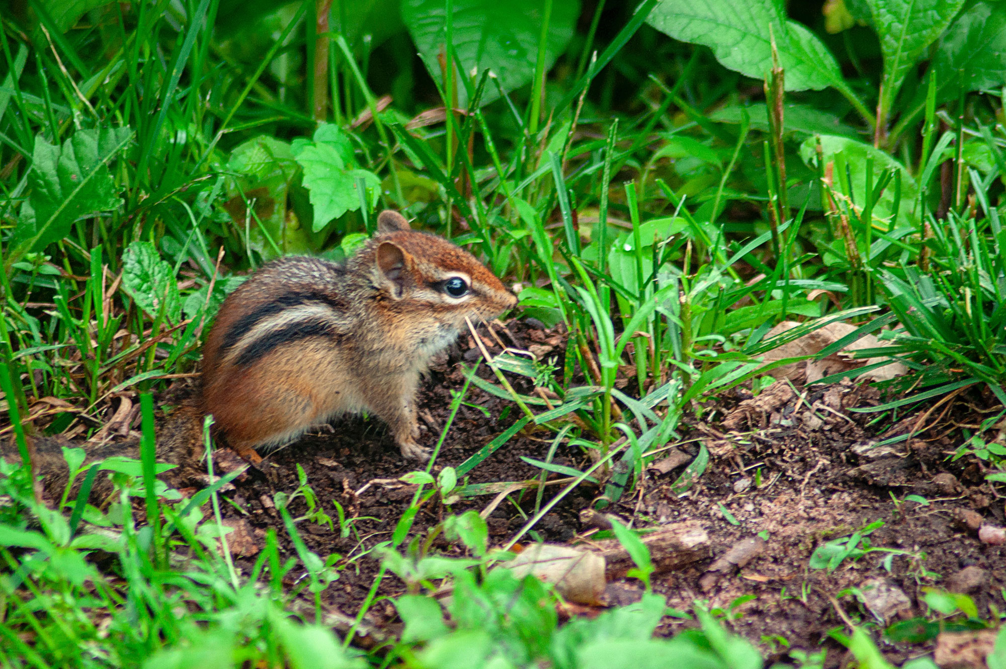 Signs of Chipmunk Damage – Trap Your Moles