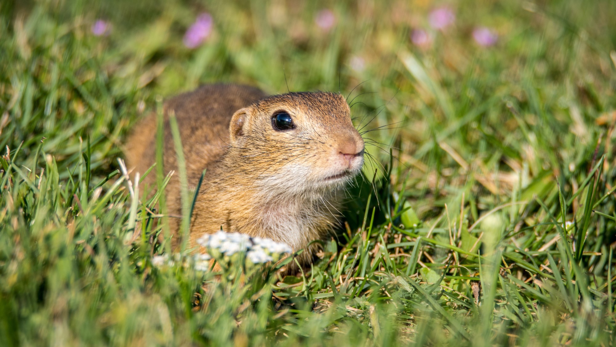 gopher gopher general spermoph