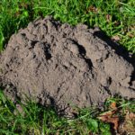 Ground Mole Poison