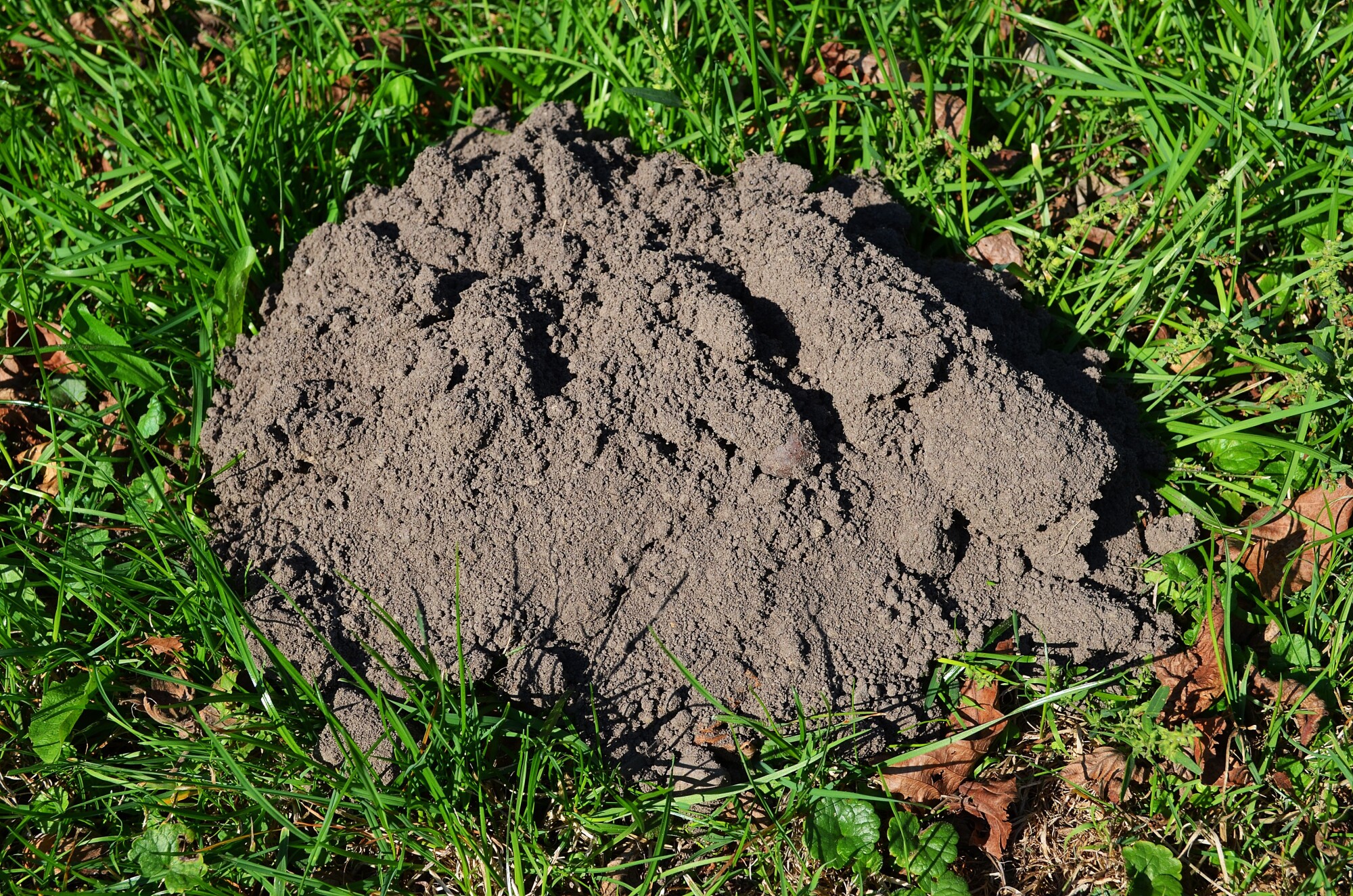 moles digging holes