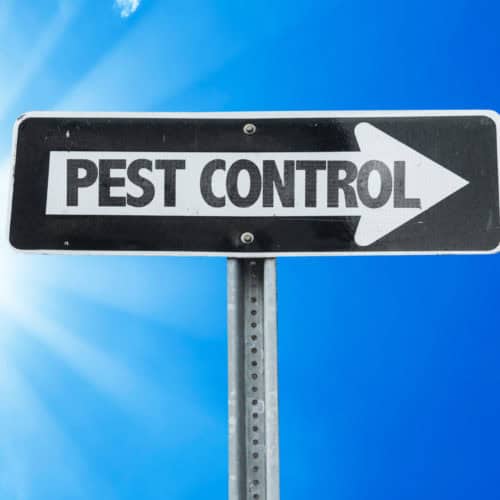 Ground Mole Poison A Quick Guide Trap Your Moles