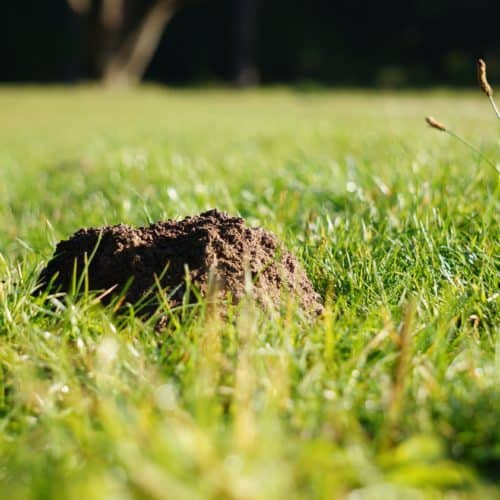 Moles vs Voles How Are They Different?