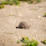 ground mole trapping