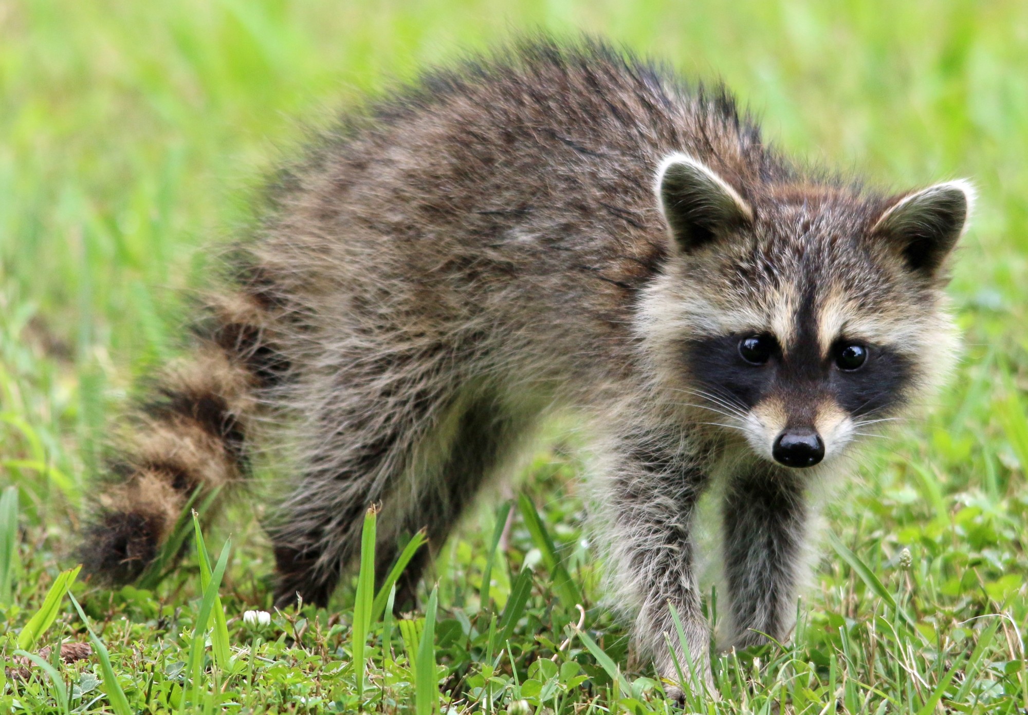 raccoon removal