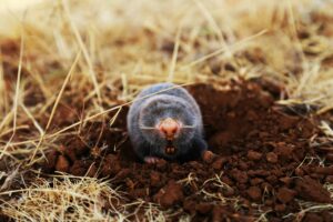 keep moles away