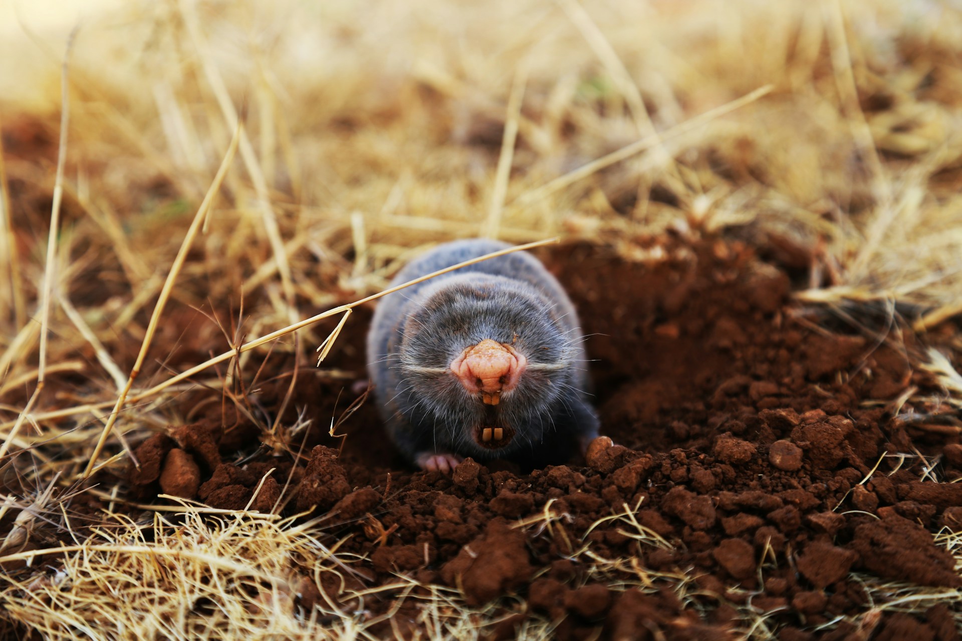 keep moles away