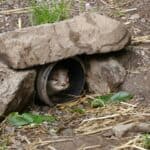 Mole Control