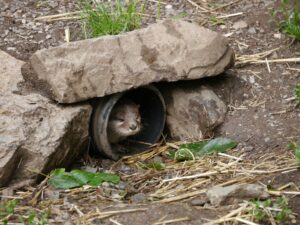 Mole Control