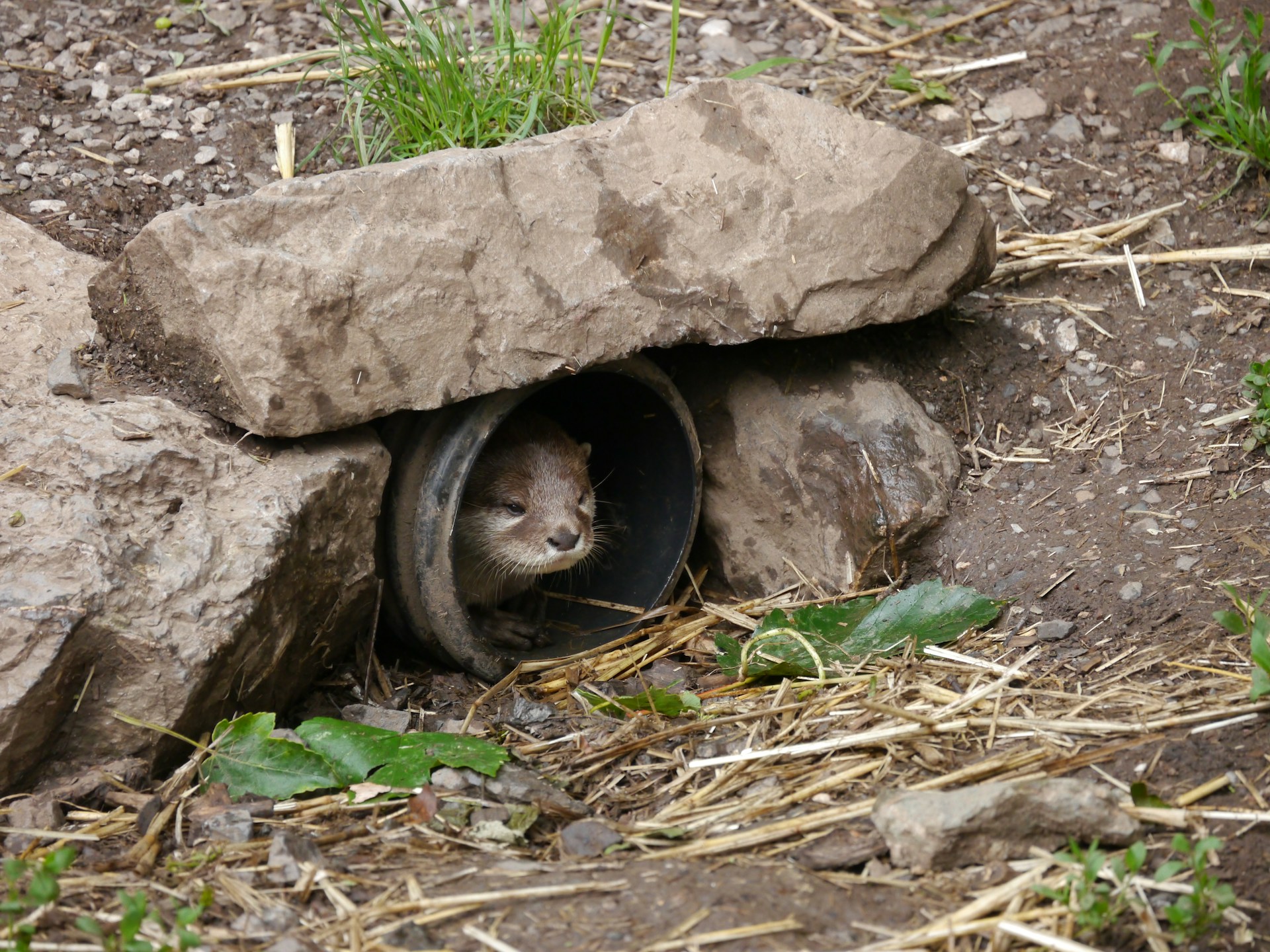 Mole Control