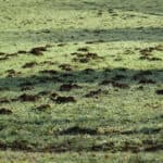 Lawn Mole Damage