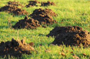 ground mole