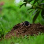 mole