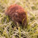 Lawn Damage