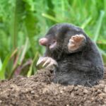Mole