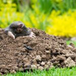 mole