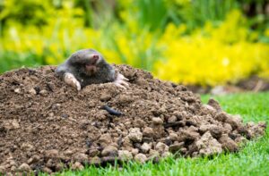 mole