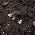 Mole