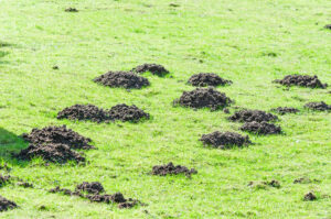 Mole Infestations