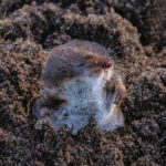 Mole