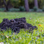 Mole Damage